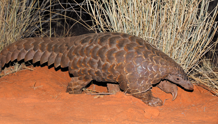 African-pangolin