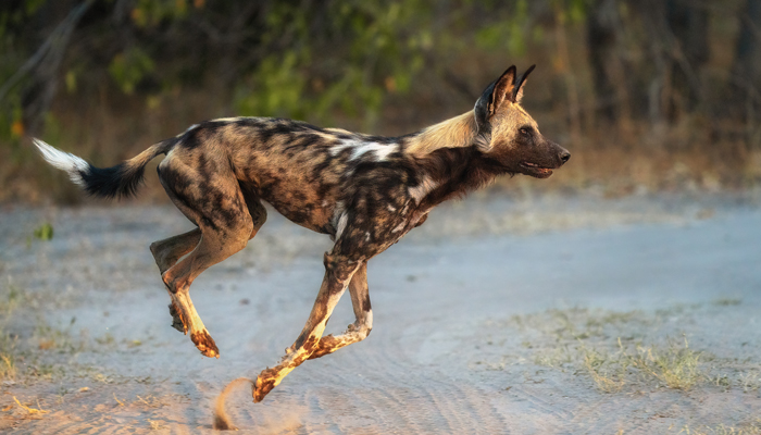 African-wild-dog