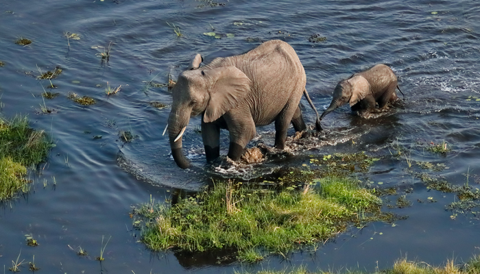 Elephant-Okavango-delta