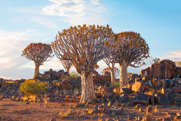 Quiver_Tree_Keetmanshoop_Namibia