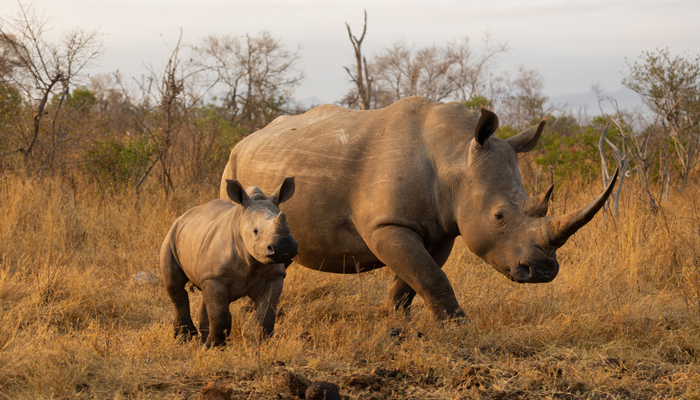 White-rhino-cow-calf