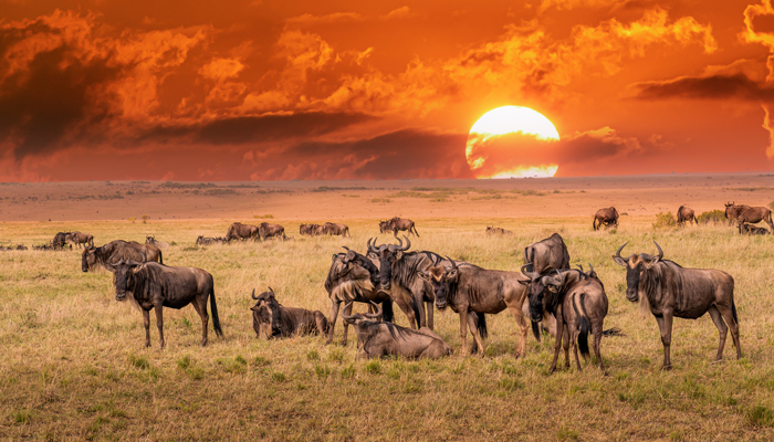 Wildebeest-migration-Serengeti-National-Park-Tanzania-Africa